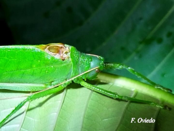 Lophaspis hebardi (Esperanza)