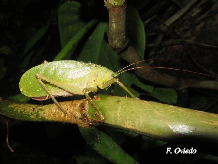 Lophaspis hebardi (Esperanza)