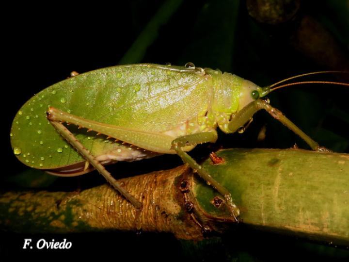 Lophaspis hebardi (Esperanza)