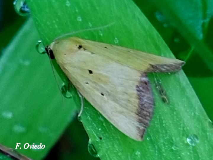 Marimatha botyoides