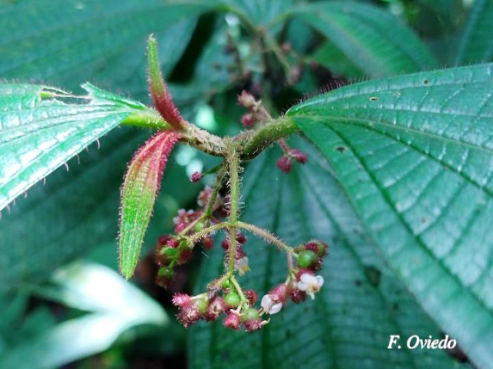 Miconia hammelii