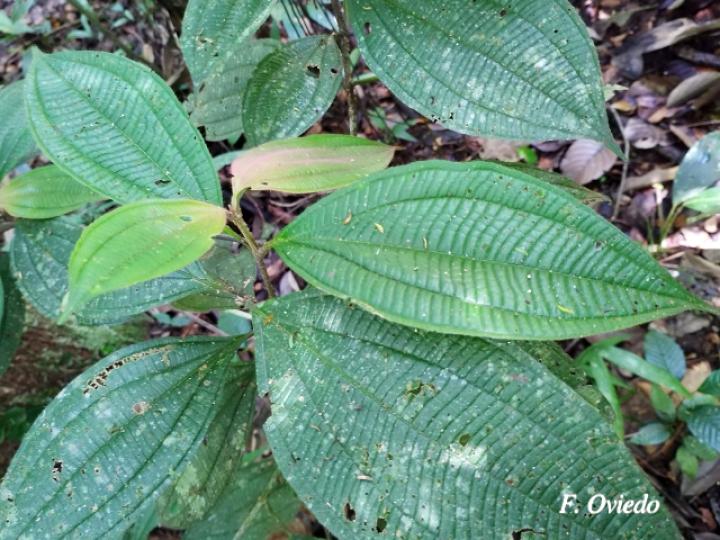 Miconia hammelii