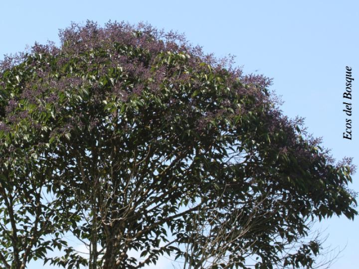 Miconia minutiflora