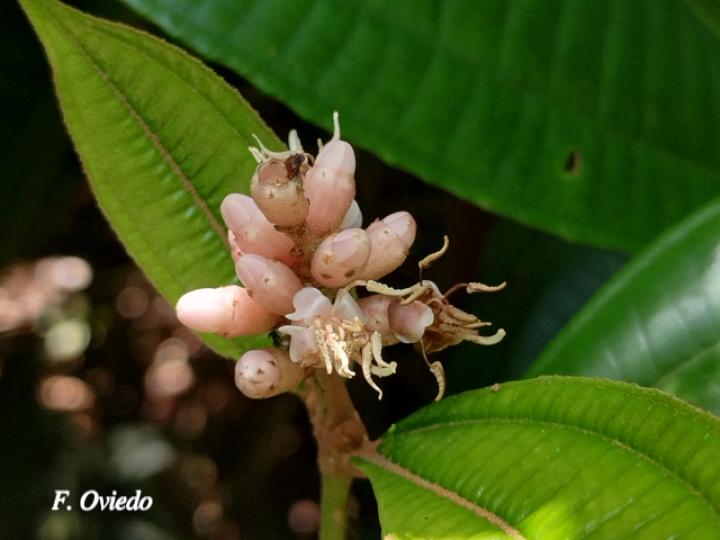 Miconia simplex