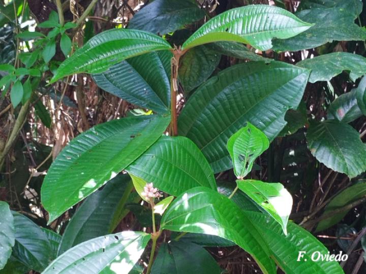 Miconia simplex