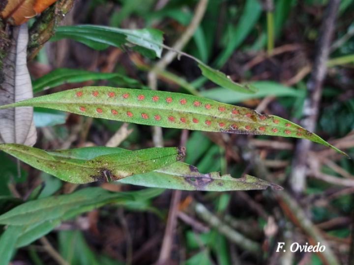 Microgramma percussa 