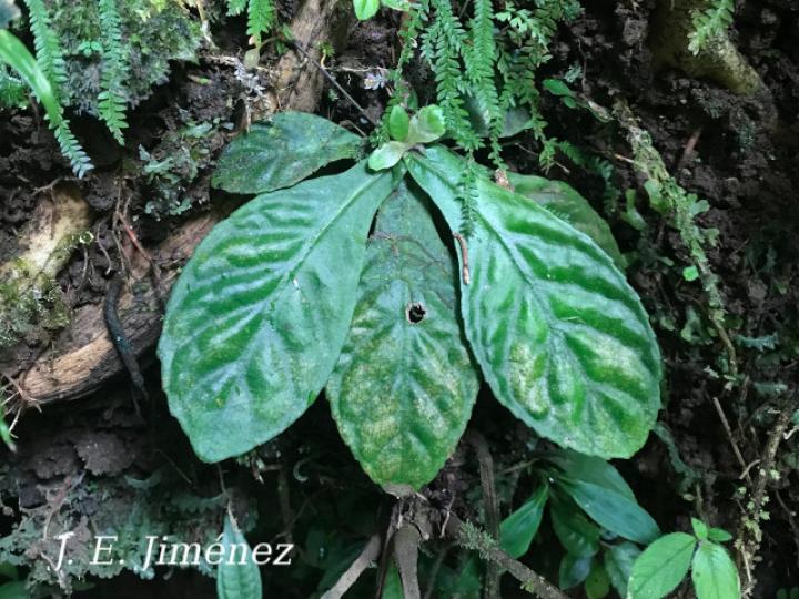Napeanthus apodemus