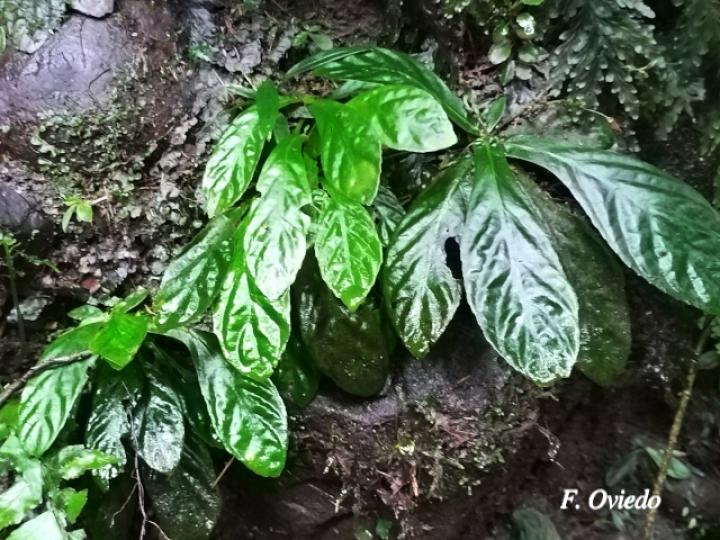 Napeanthus apodemus
