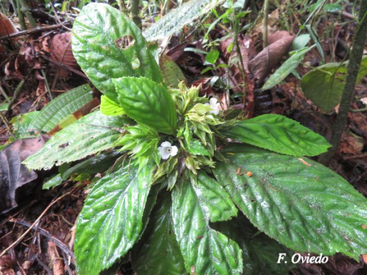 Napeanthus bracteatus