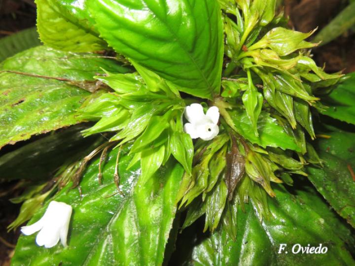 Napeanthus bracteatus