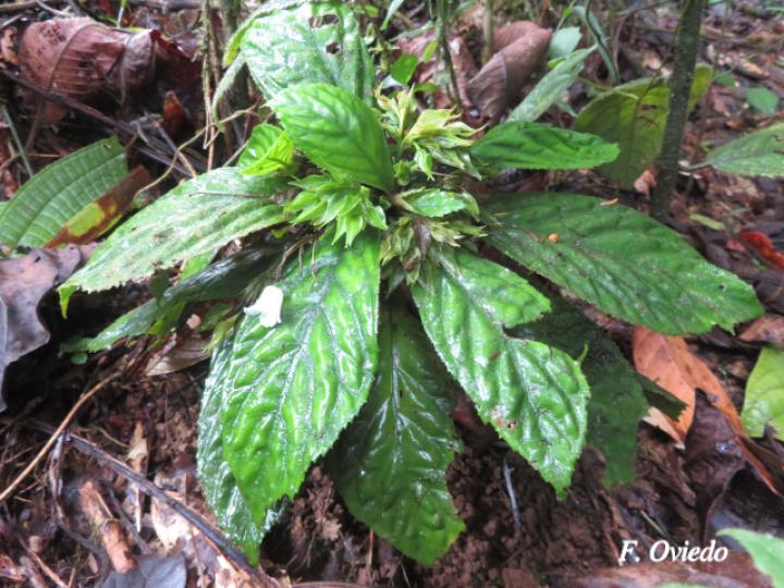Napeanthus bracteatus