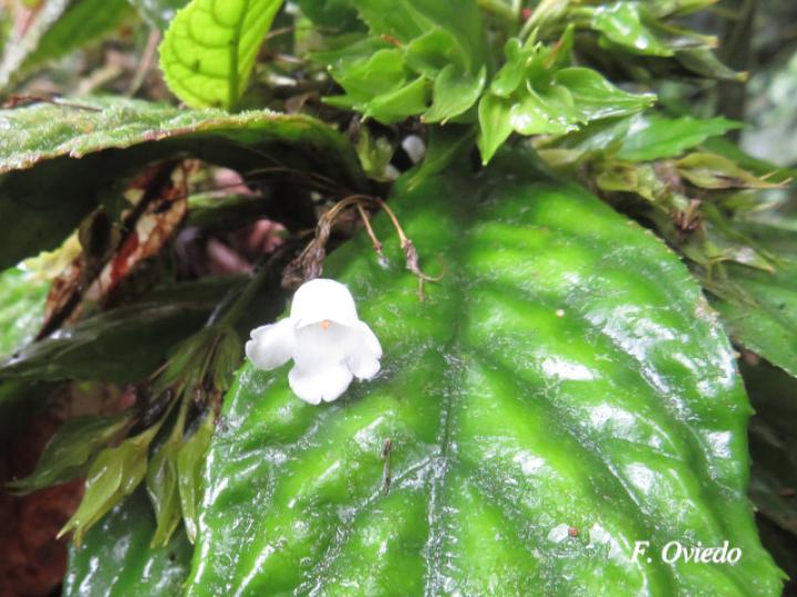 Napeanthus bracteatus