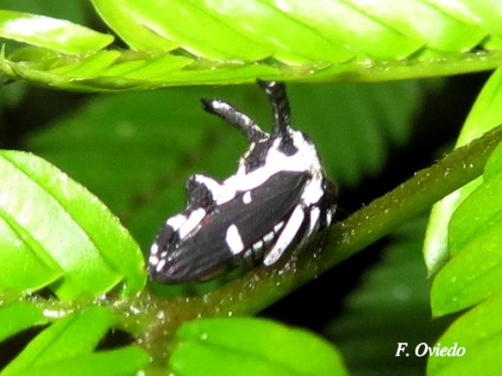 Notocera bovina
