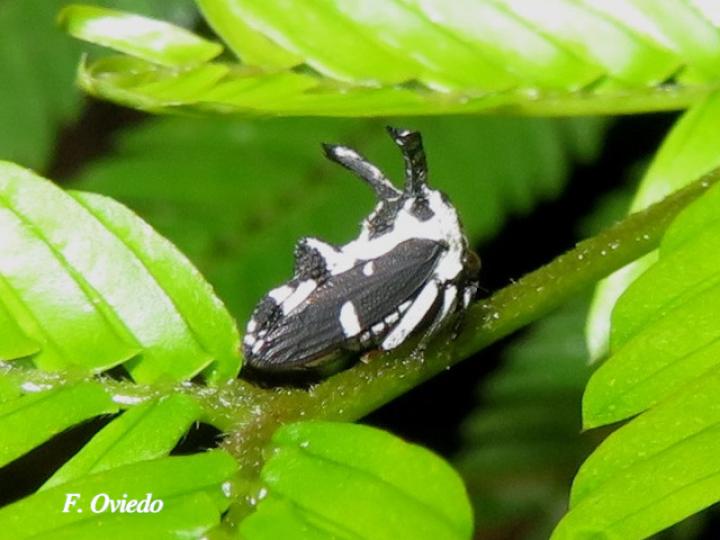 Notocera bovina