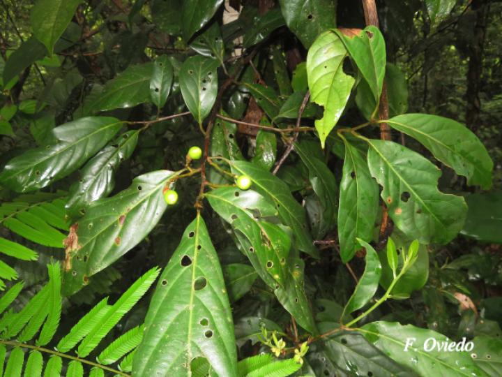 Ocotea leucoxylon