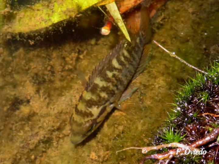 Parachromis loisellei (Guapote amarillo)