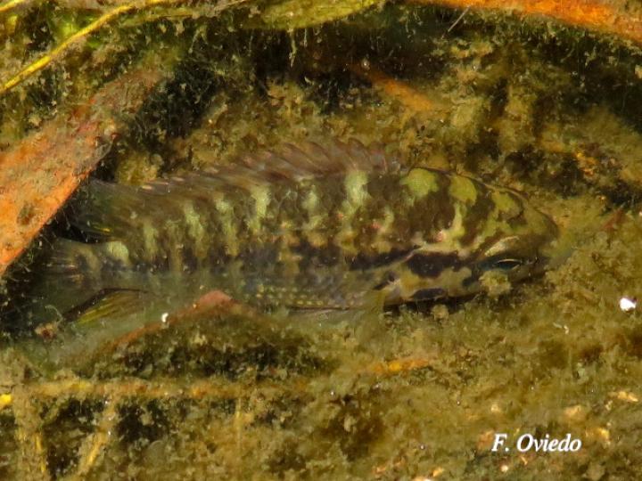 Parachromis loisellei (Guapote amarillo)