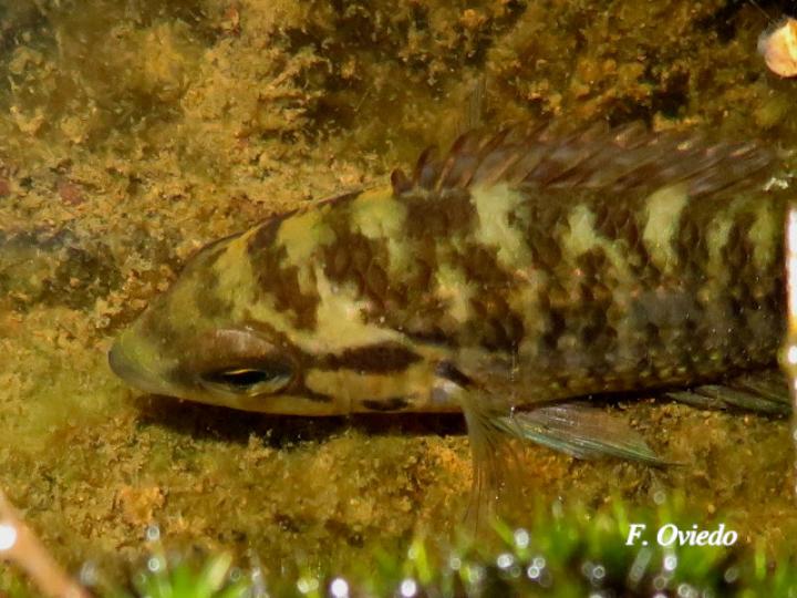 Parachromis loisellei (Guapote amarillo)