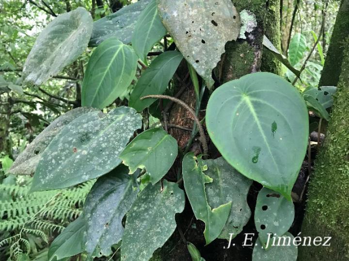 Peperomia flexinervia