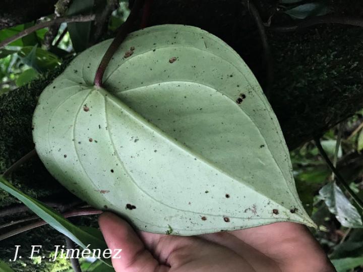 Peperomia flexinervia