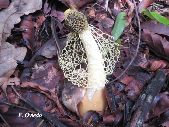 Phallus indusiatus (Hongo velo de novia)