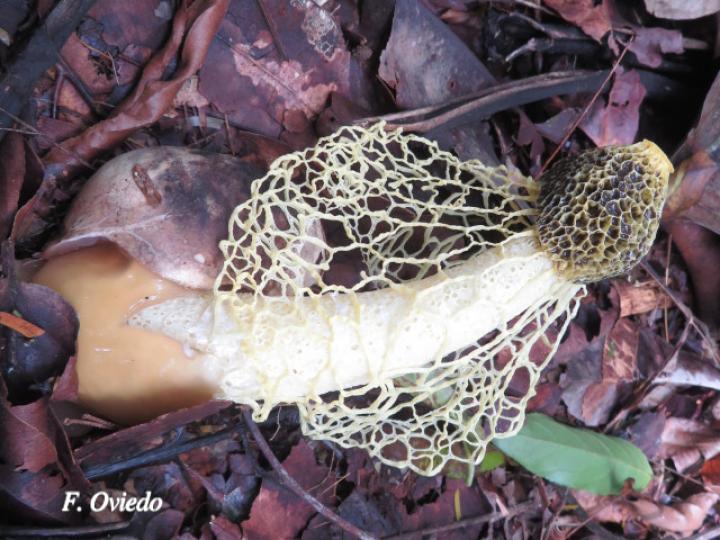 Phallus indusiatus (Hongo velo de novia)