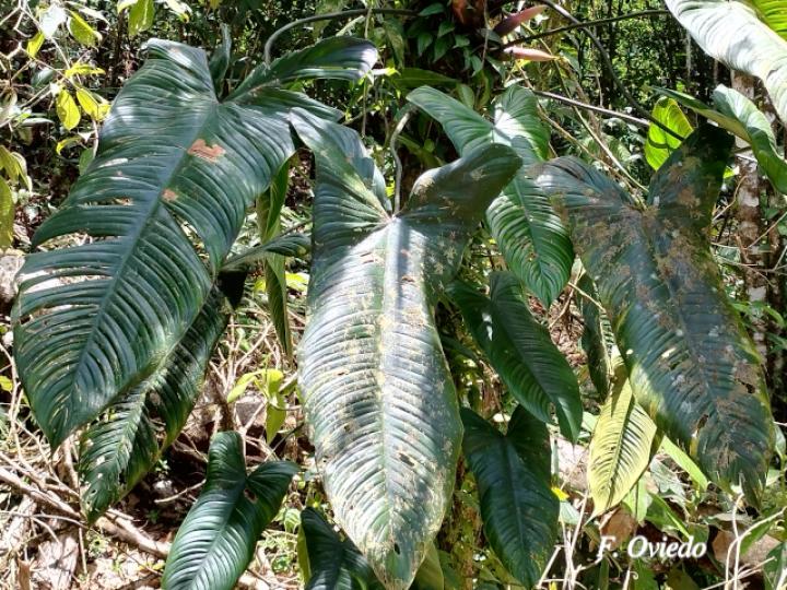 Philodendron tenue