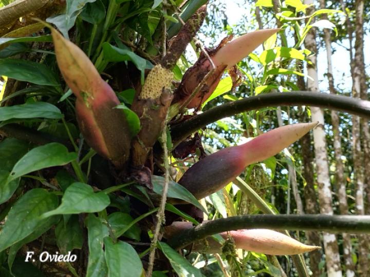 Philodendron tenue