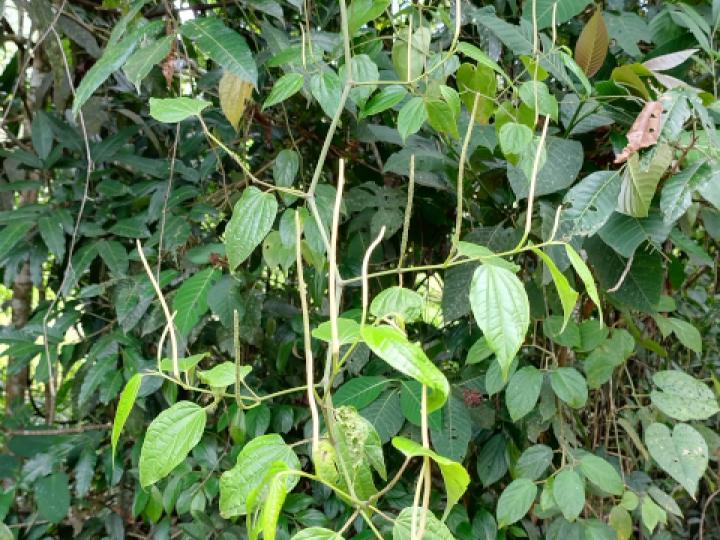 Piper multiplinervium