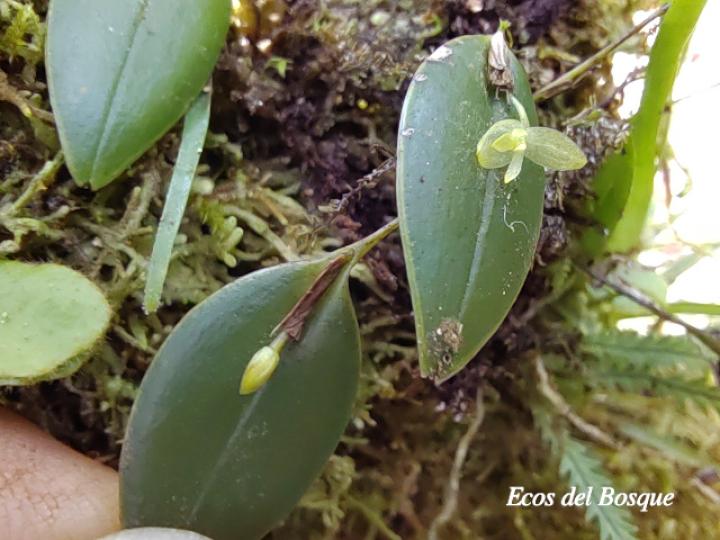 Pleurothallis discoidea