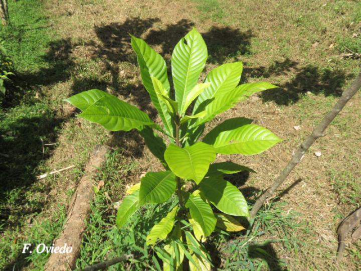 Pouteria sapota (Zapote)