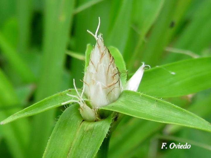 Rhynchospora radicans