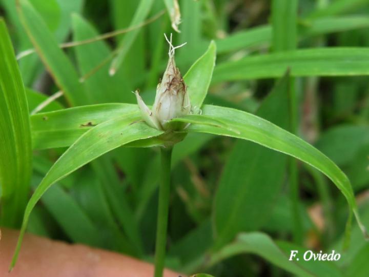 Rhynchospora radicans