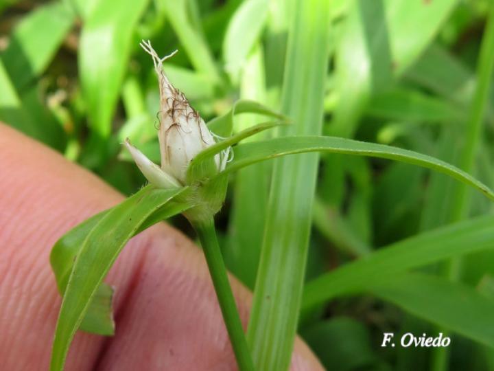 Rhynchospora radicans