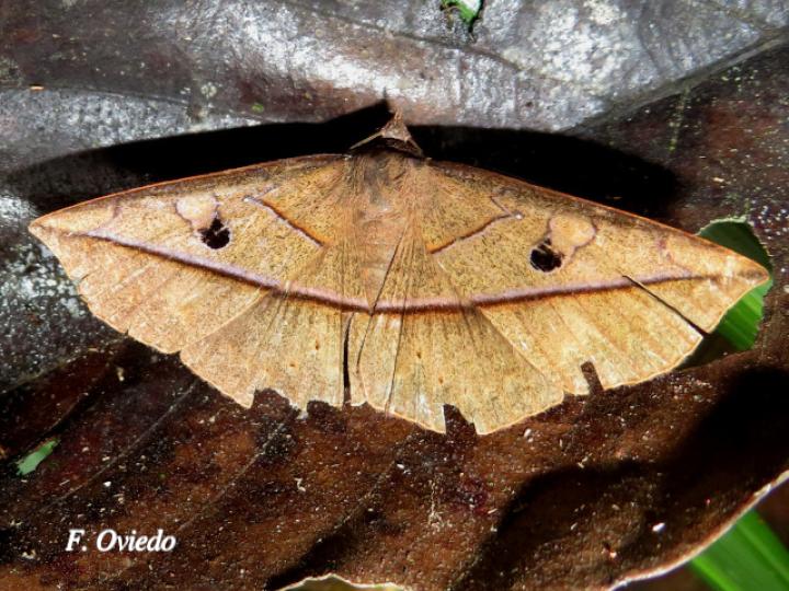 Sanys umbrigens