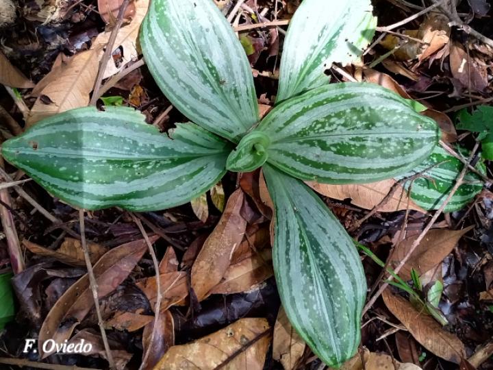 Sarcoglottis hunteriana
