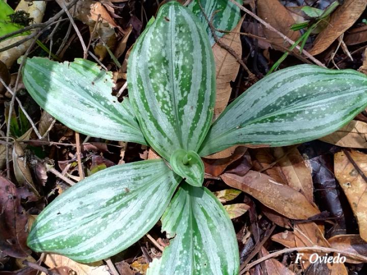 Sarcoglottis hunteriana