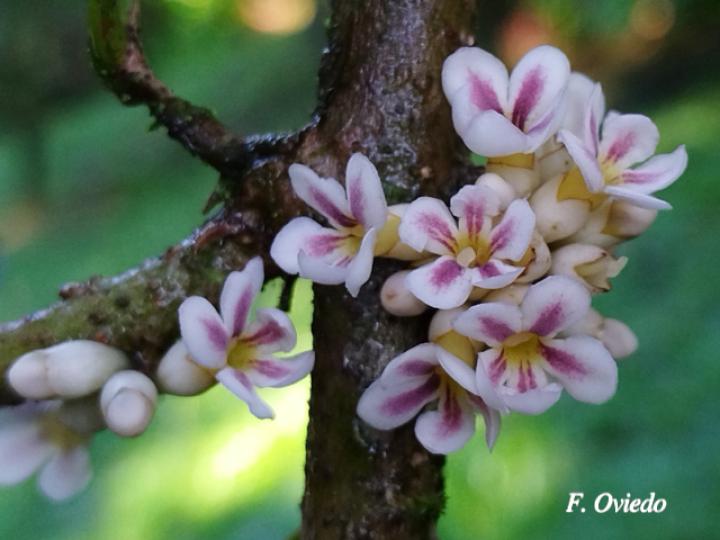 Schlegelia parviflora