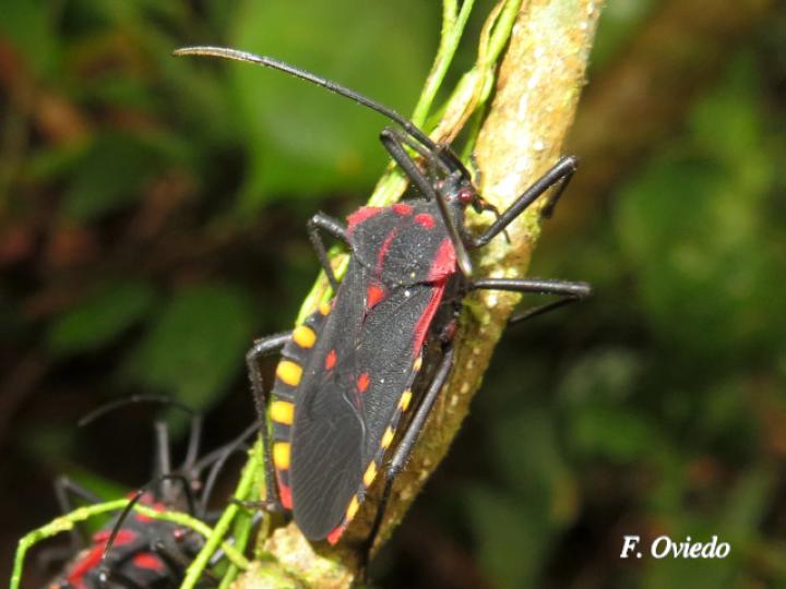 Sephina pustulata