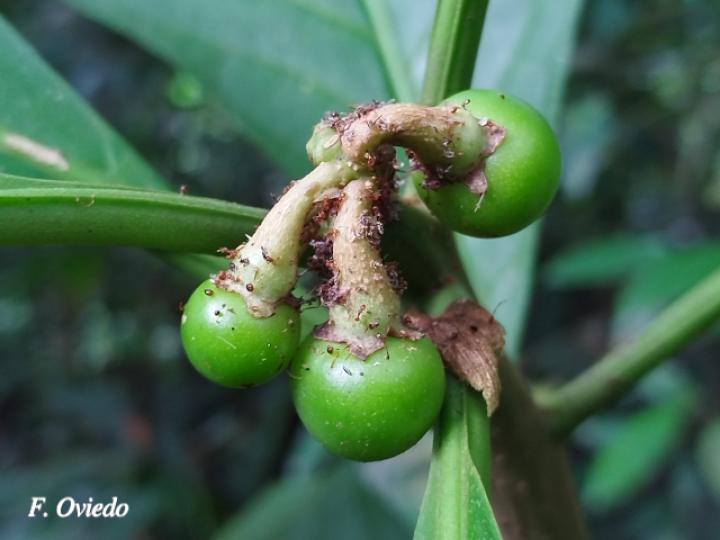 Solanum rovirosanum (Tomatillo)