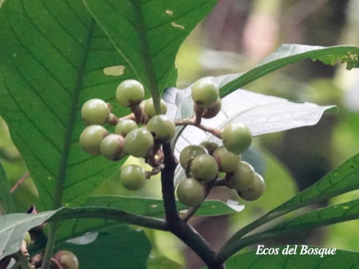 Solanum rovirosanum (Tomatillo)