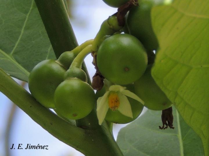Solanum rovirosanum (Tomatillo)