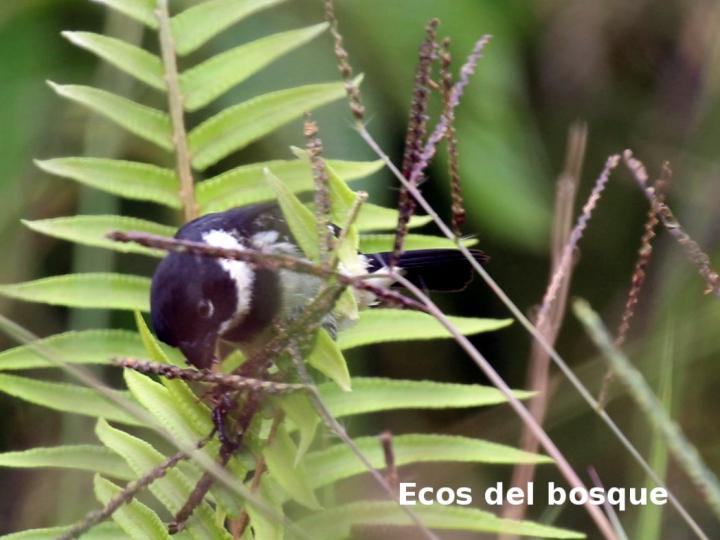 Sporophila morelleti (Setillero)