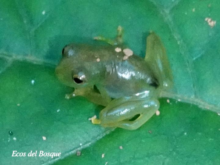 Teratohyla spinosa (Rana de cristal de espinosa)