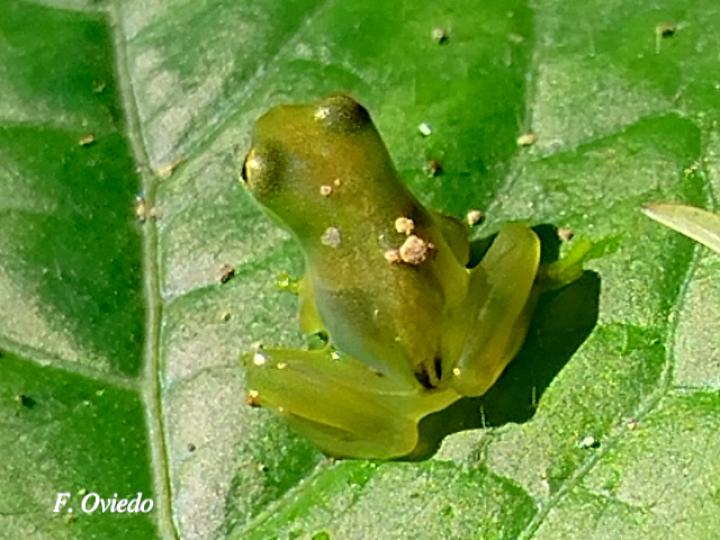 Teratohyla spinosa (Rana de cristal de espinosa)