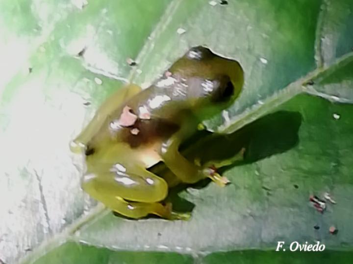 Teratohyla spinosa (Rana de cristal de espinosa)