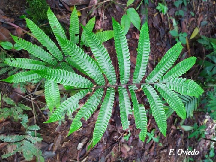 Thelypteris nicaraguensis