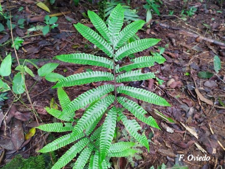 Thelypteris nicaraguensis