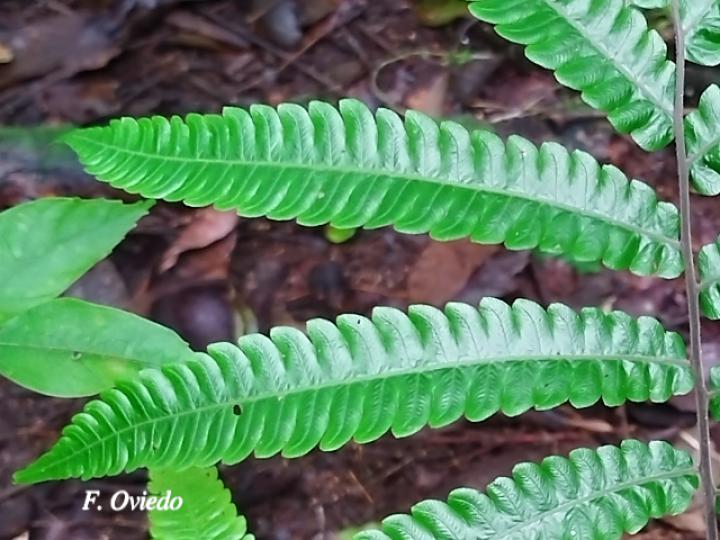 Thelypteris nicaraguensis