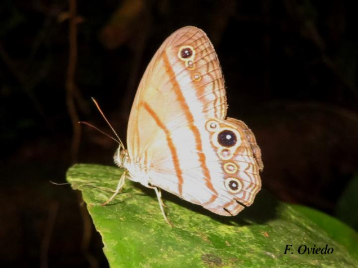 Amiga arnaca (Sátira manchada azul)